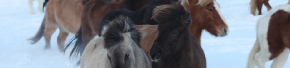 Header image alt text